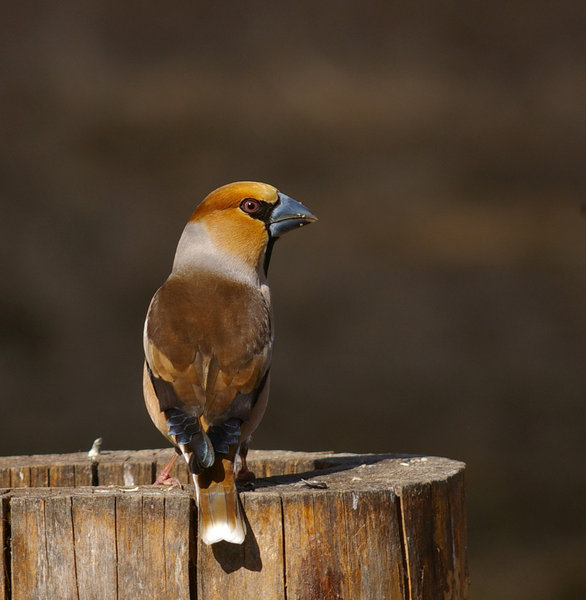 Hawfinch