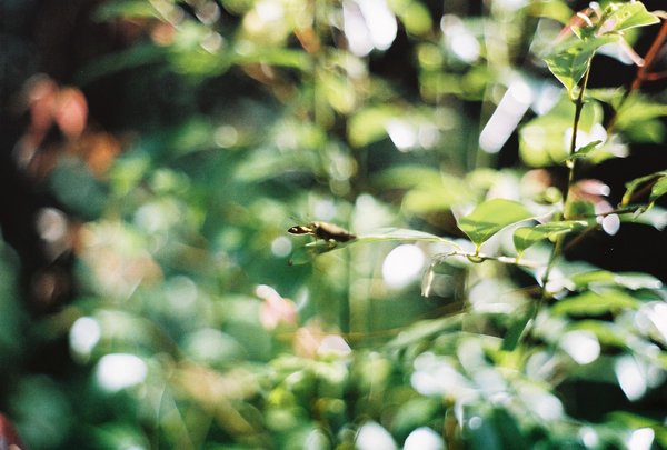 kupukupu