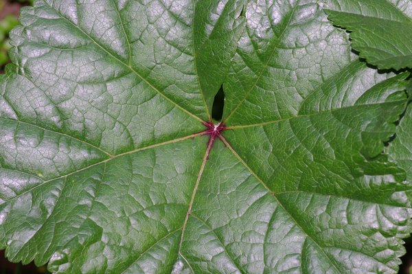 Leaf