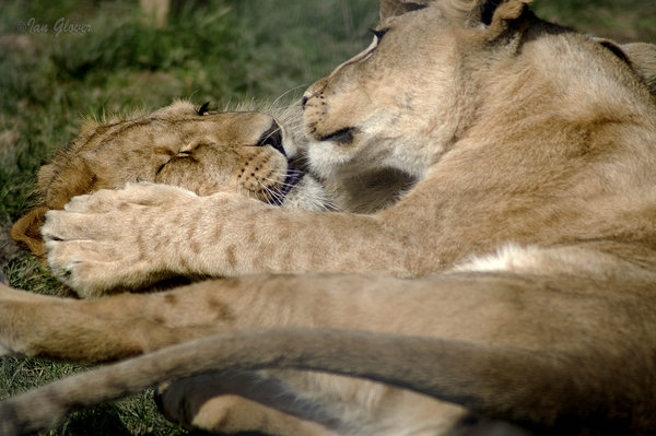 Lions