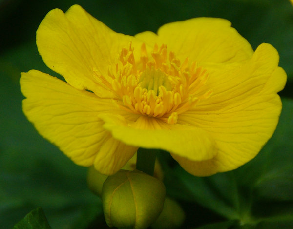 Marsh Marigold
