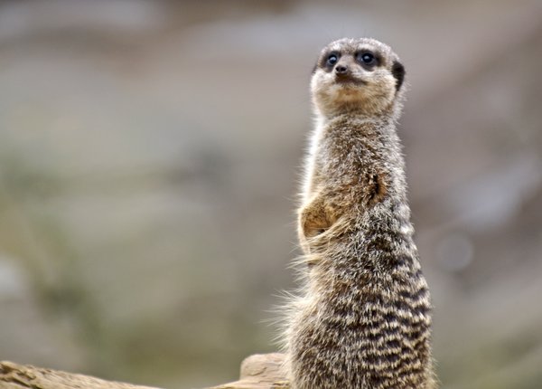 Meercat.com