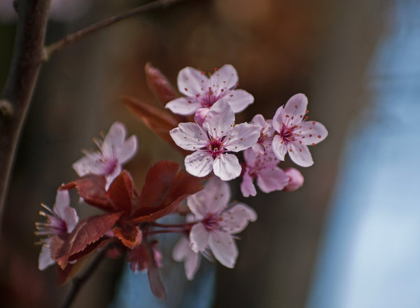 More Blossom