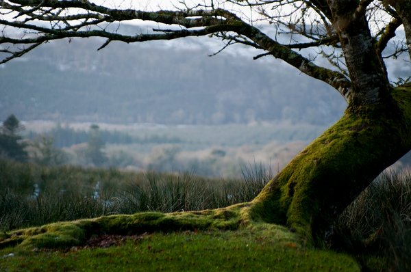 Moss