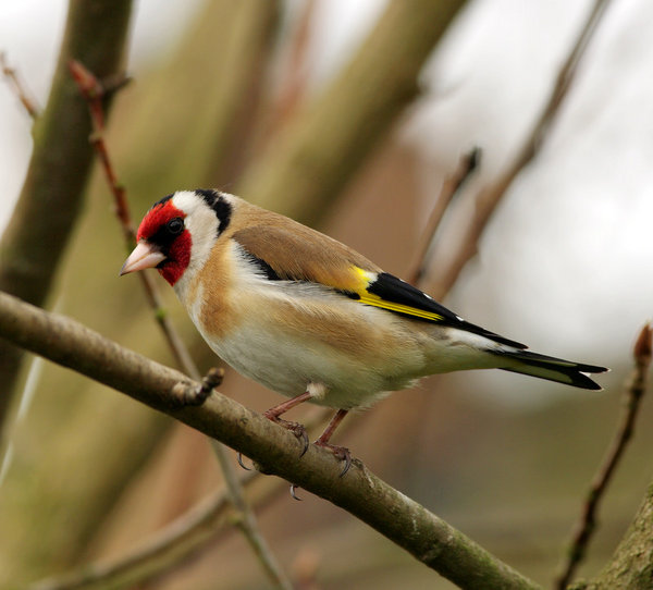 Mr GOLDFINCH!