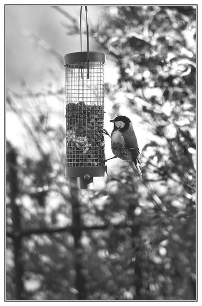 On the feeder