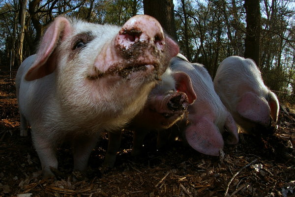 Piglets