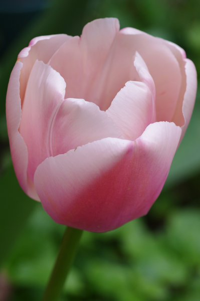 Pink Tulip