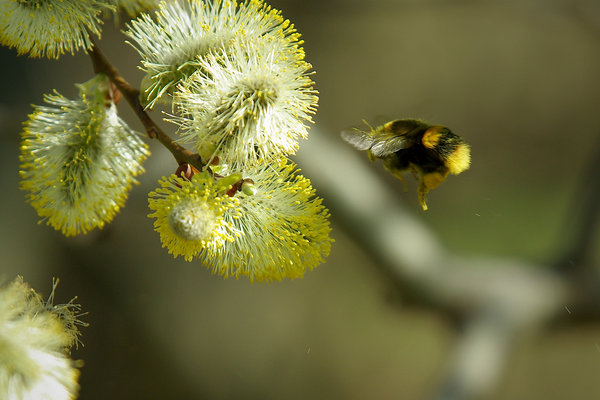 Queen Bumblebee
