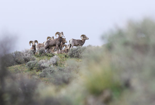 rams