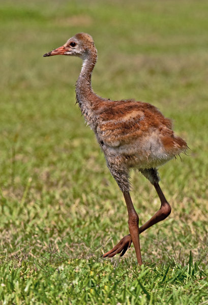 Sandhill Crane Chick