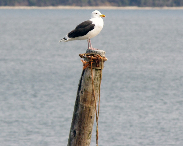 Seagull
