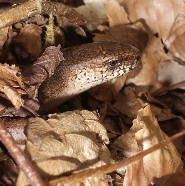 Slow Worm ii
