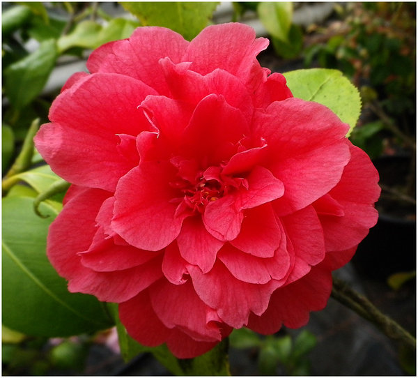 Spring Bloom