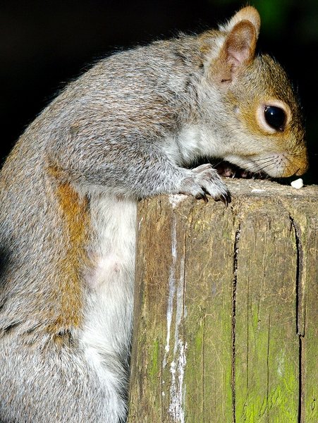 Squirrel