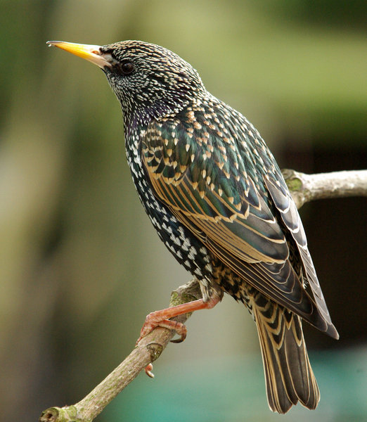 Starling