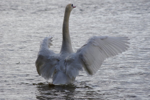 Swan stretching its wings