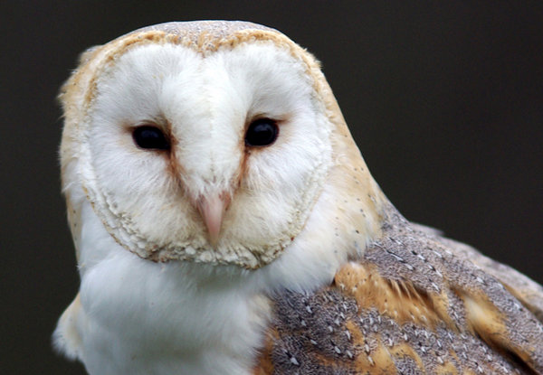 Tight crop of an owl