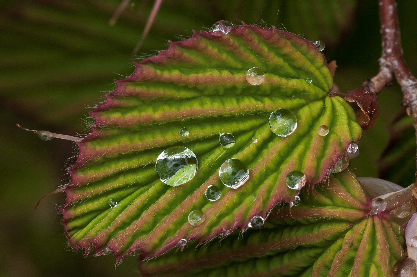 droplets on leaf