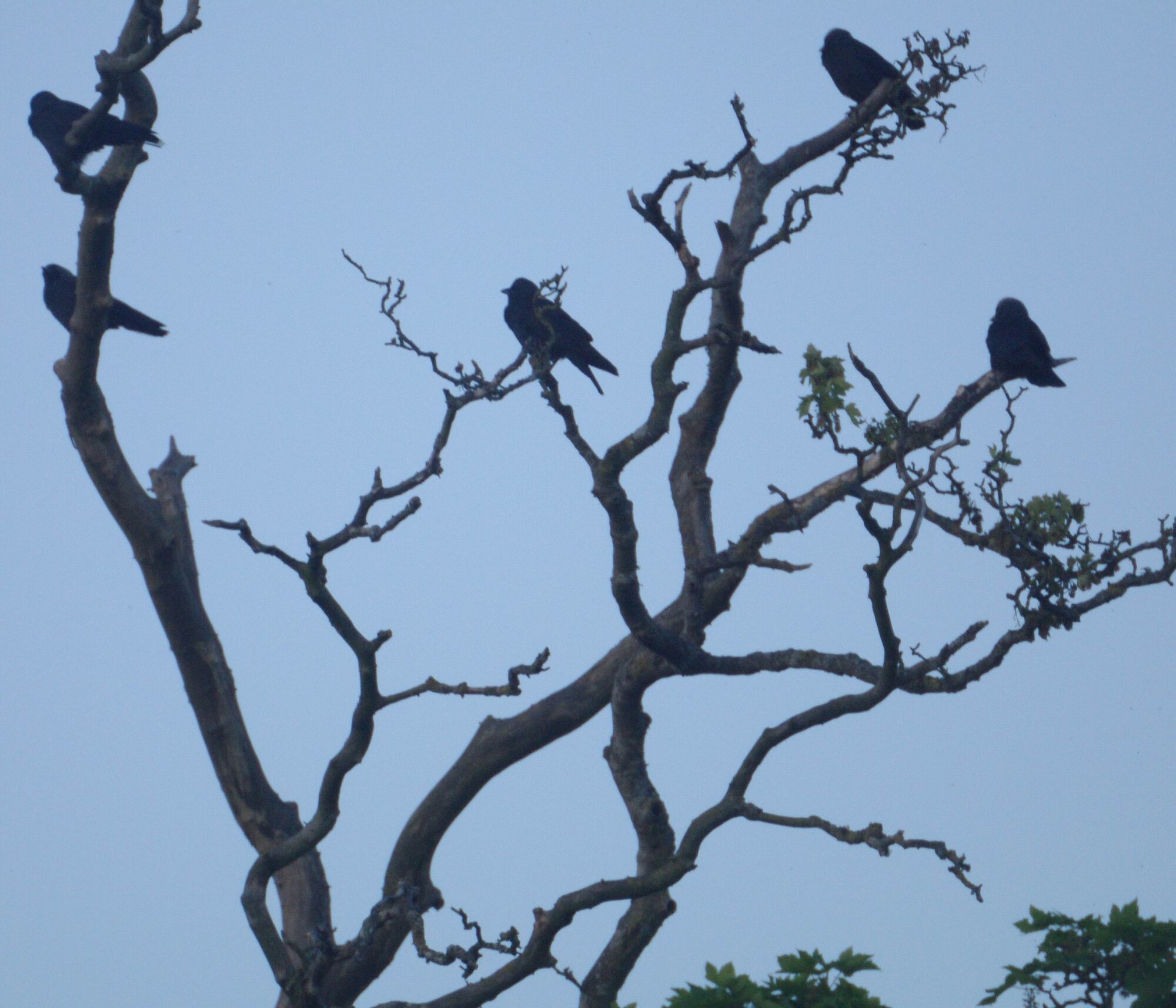 Hitchcock's Rooks
