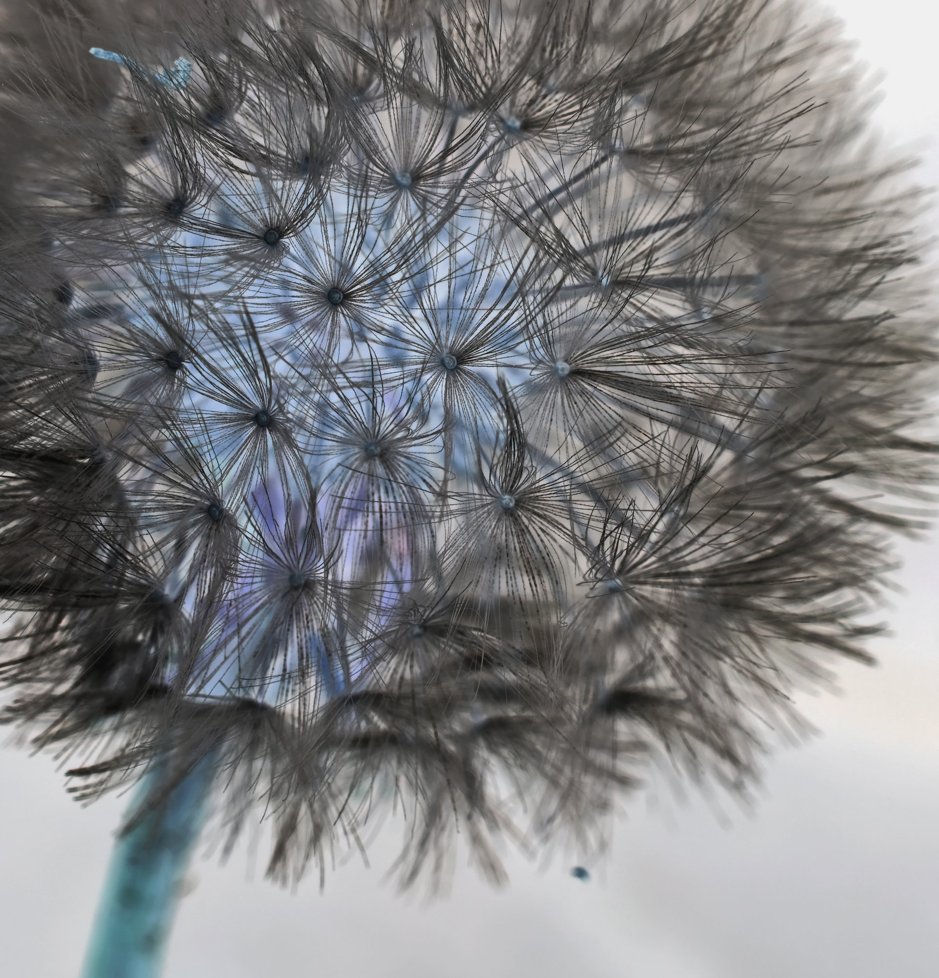 Inverted Dandy