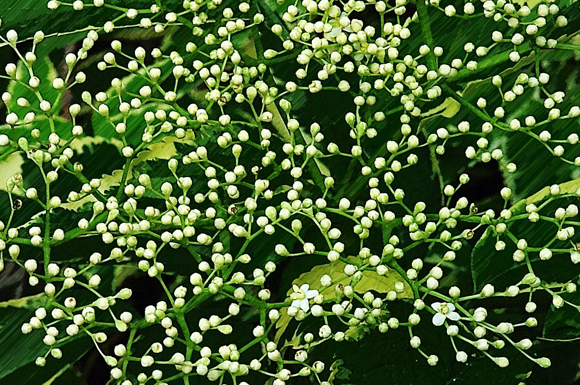 Just about to bloom
