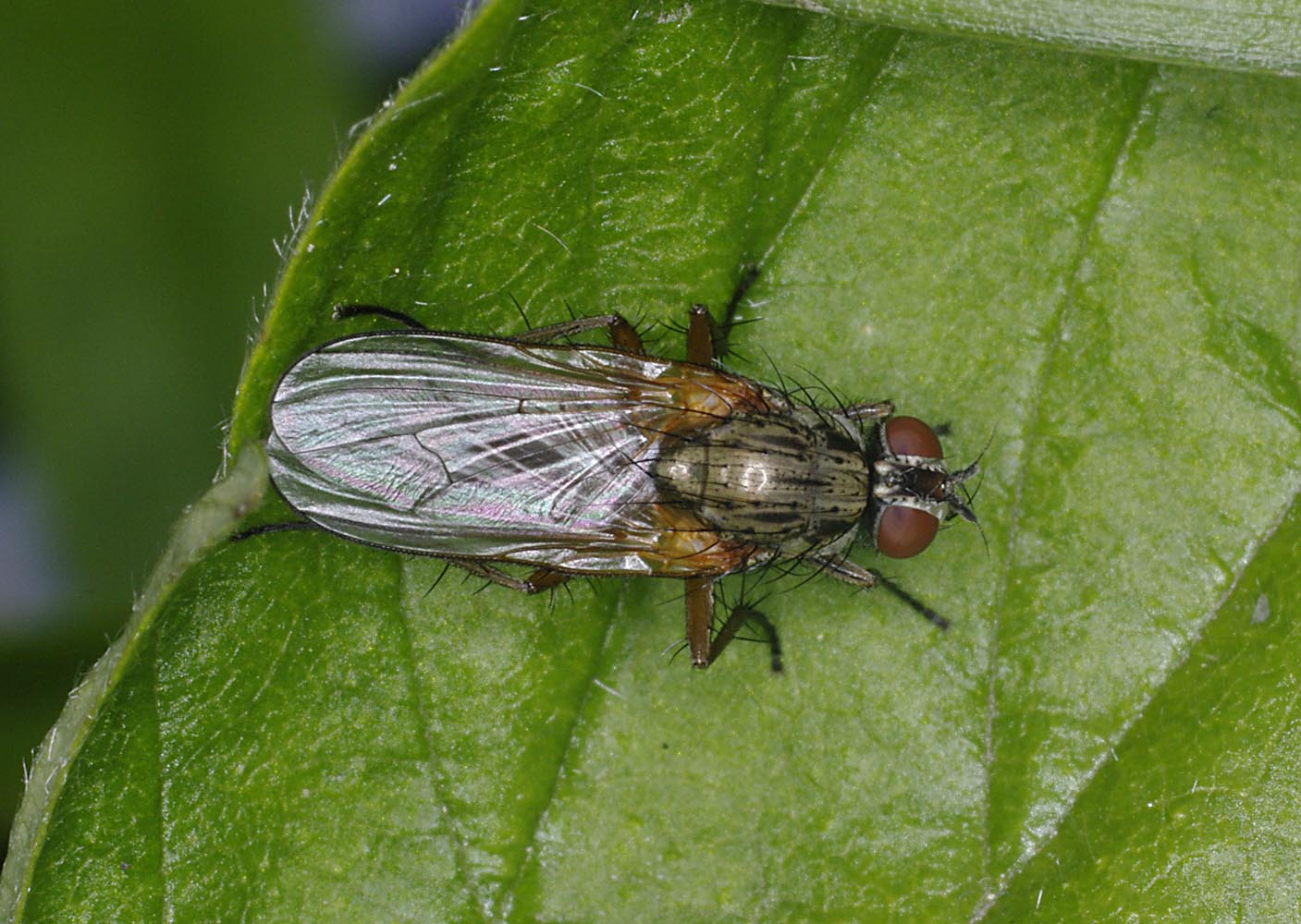 Just Another Bug