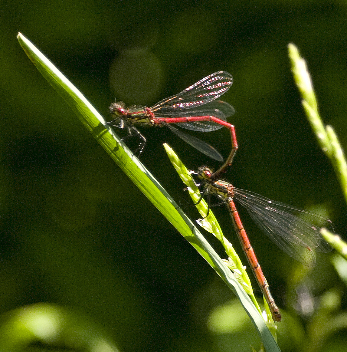 Large Red Damselflies
