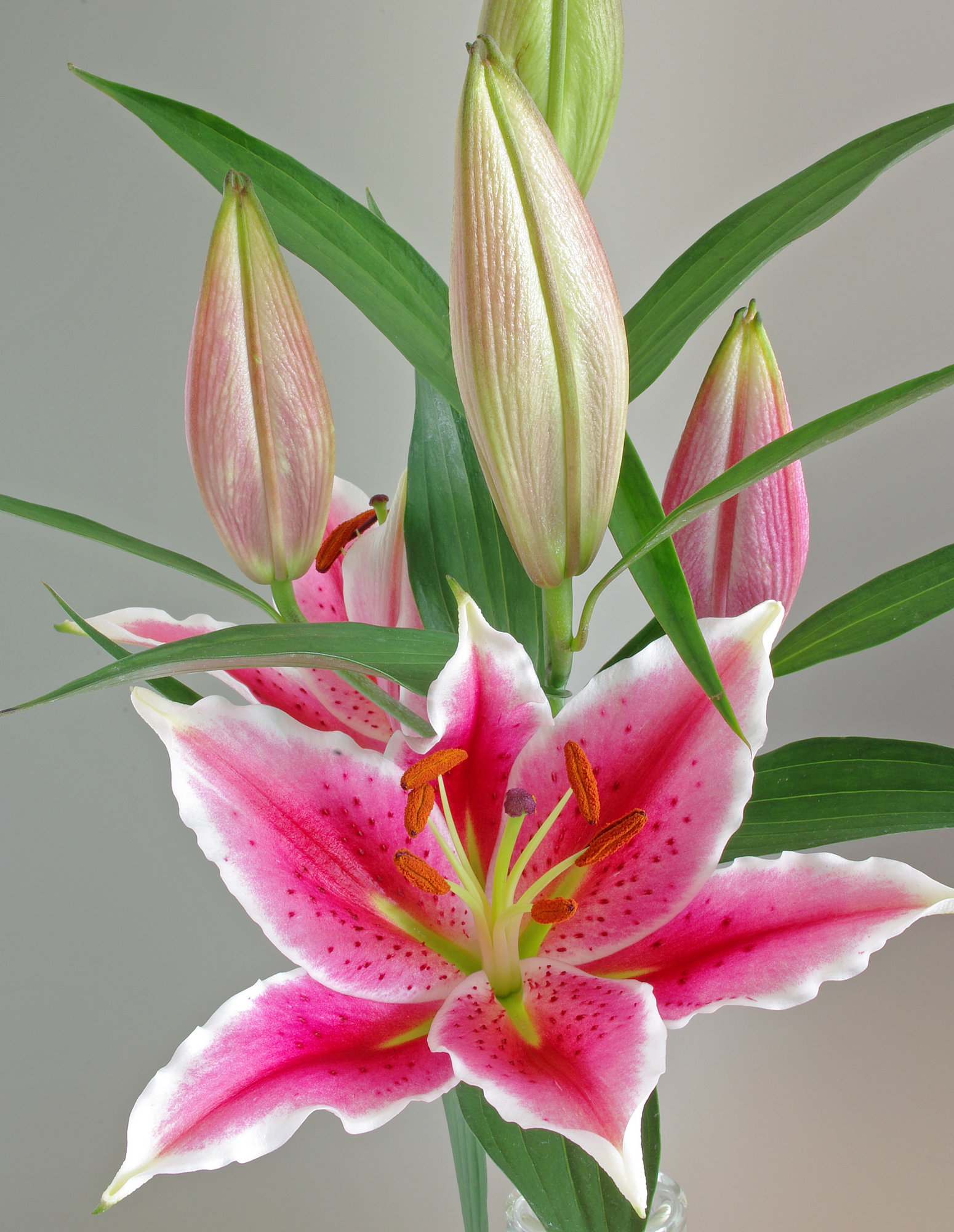 Lily and Buds.