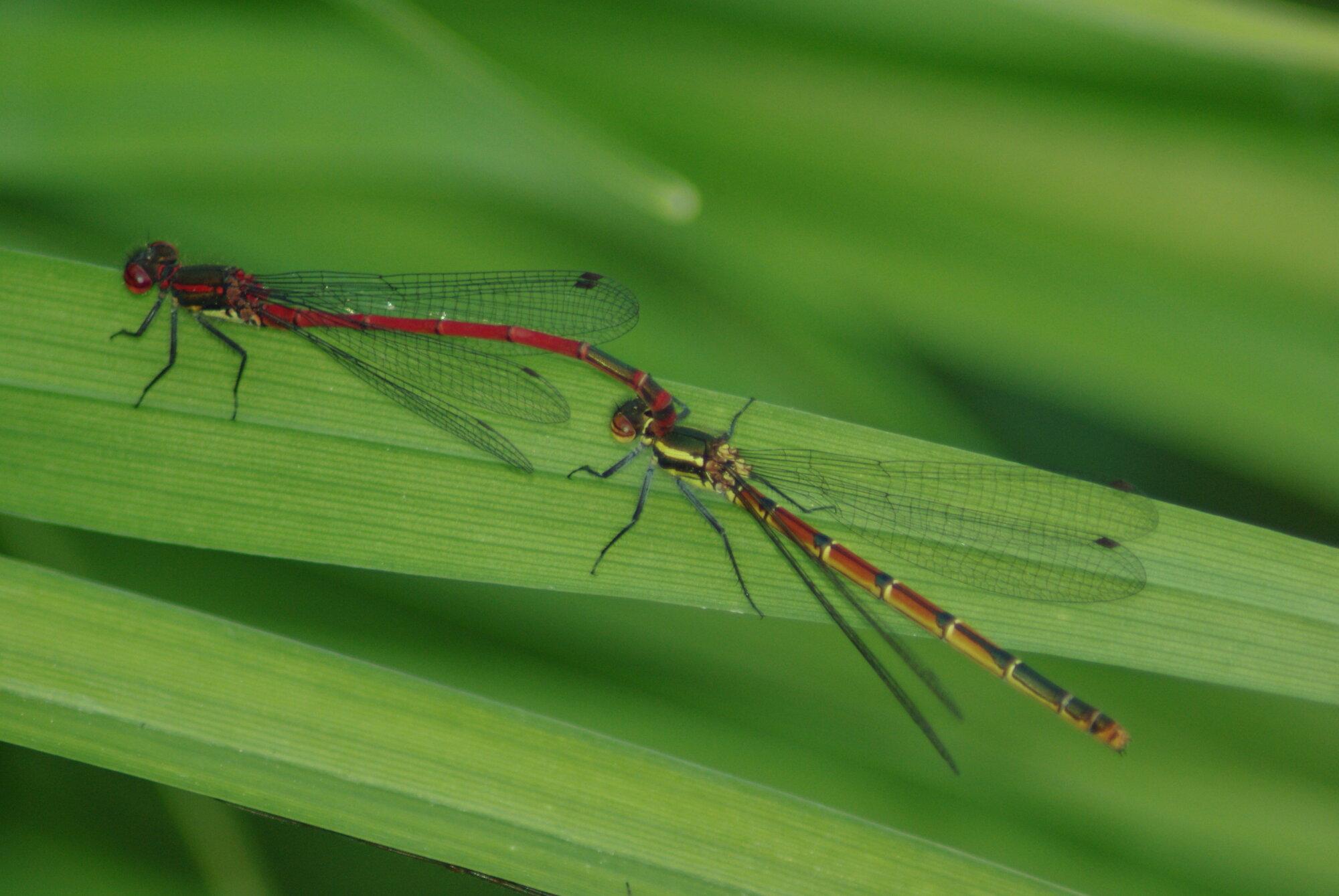 Mating Damselflies