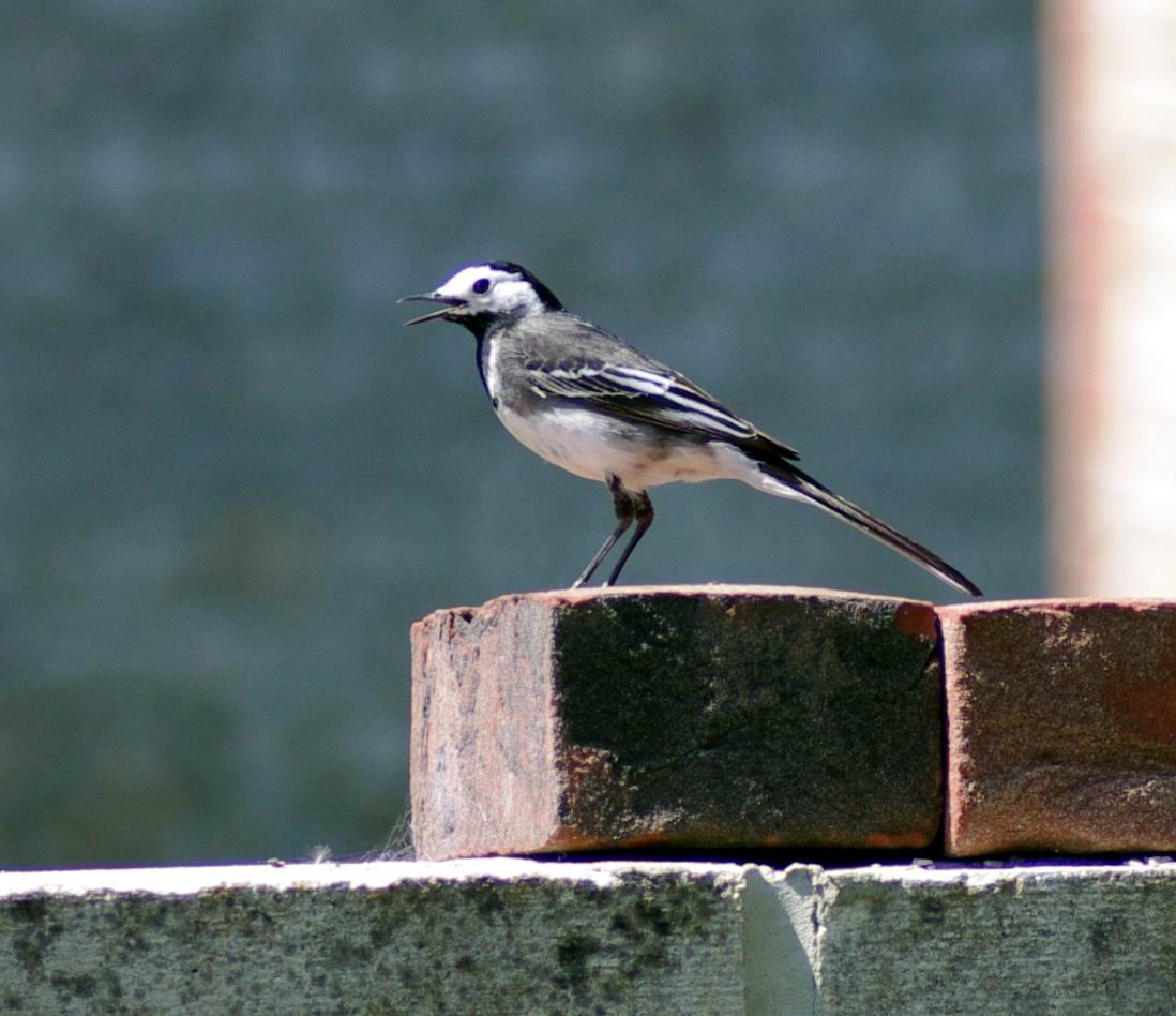 Pied wagtail