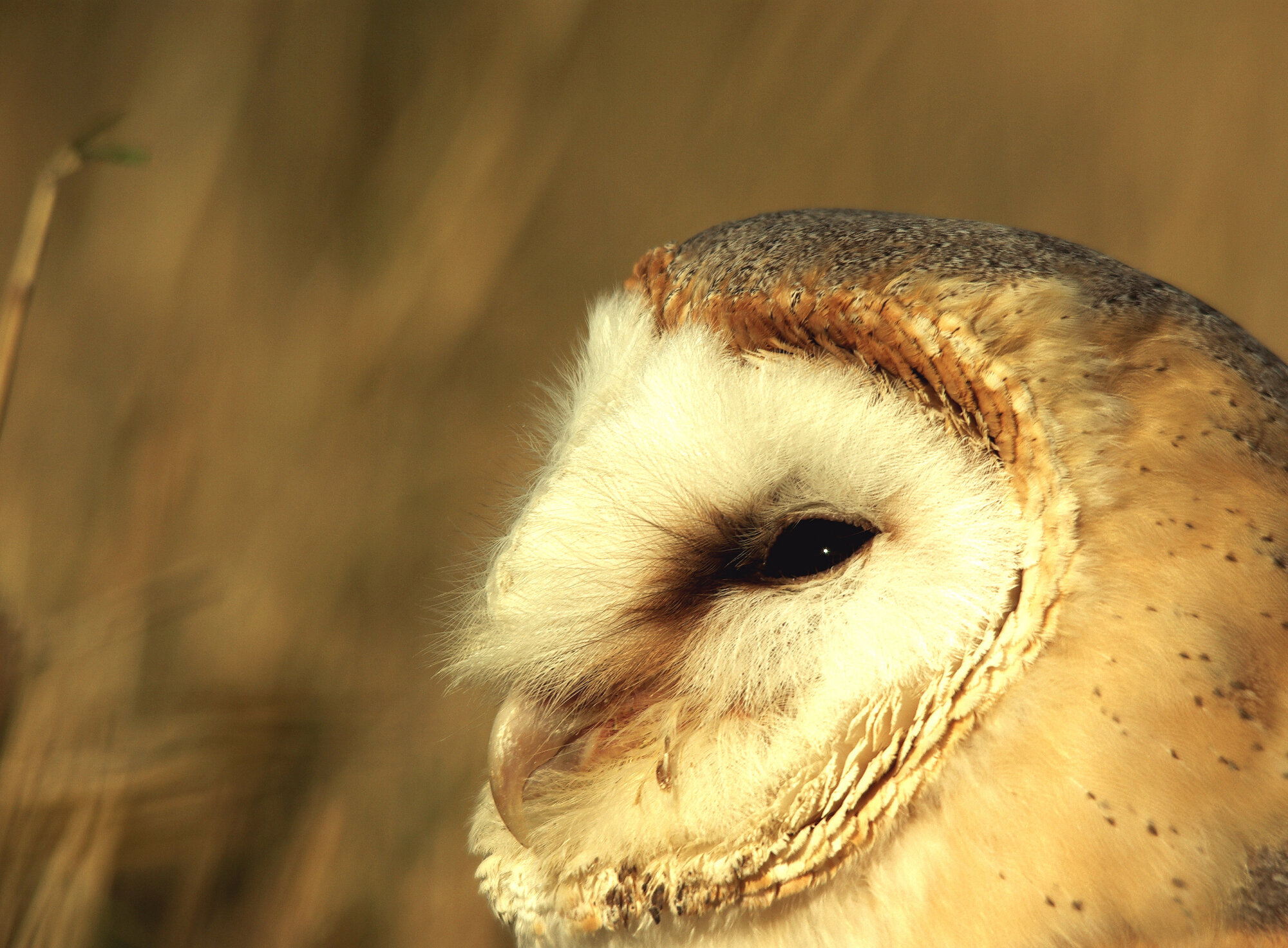 Barn Owl