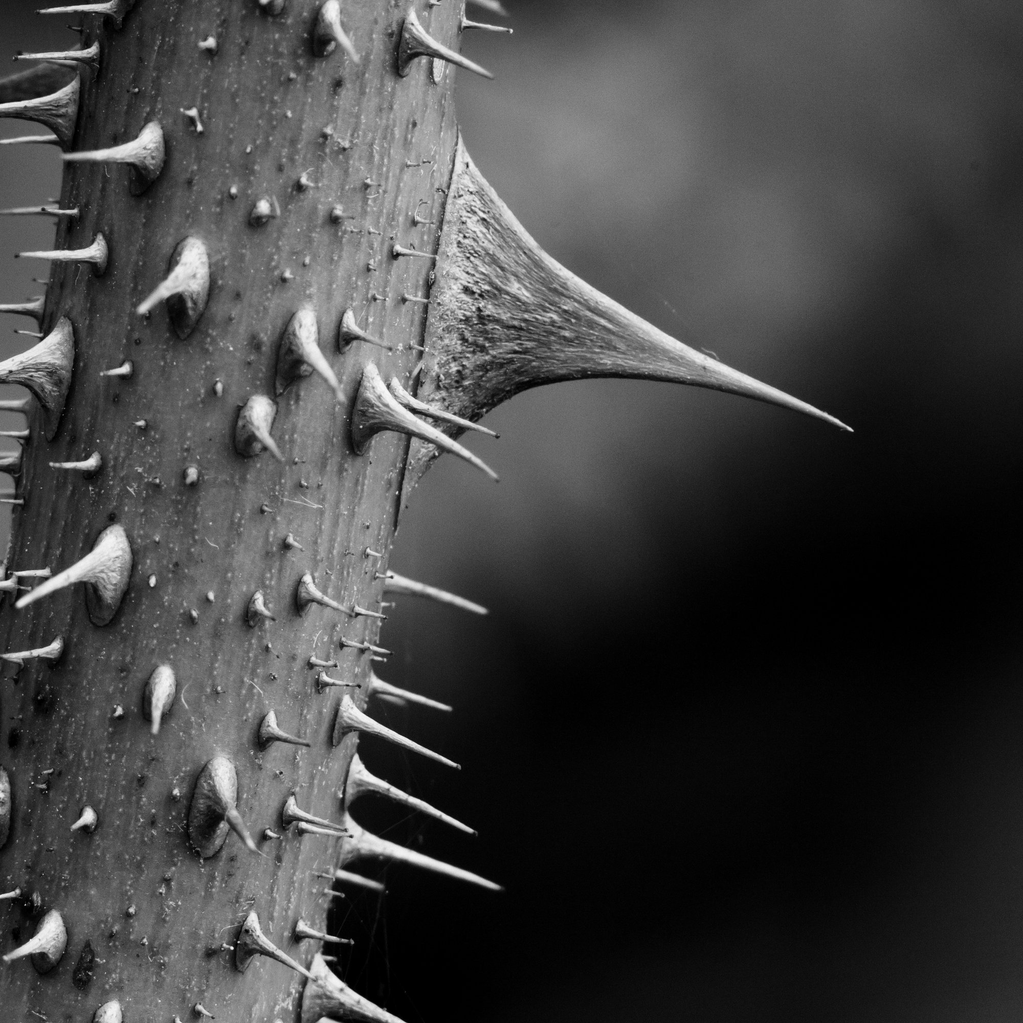 Thorn