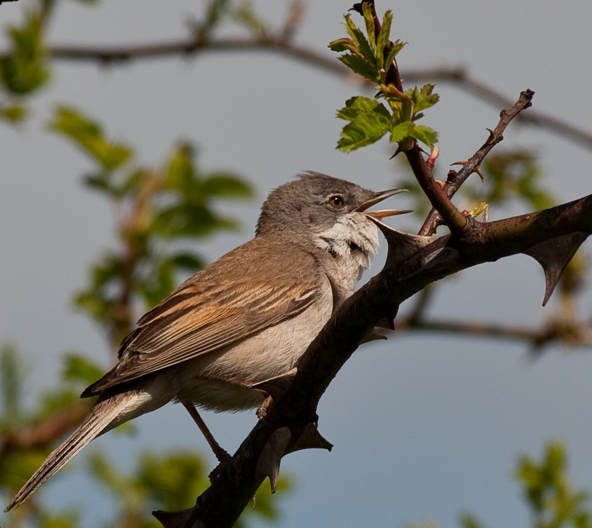 Whitethroat