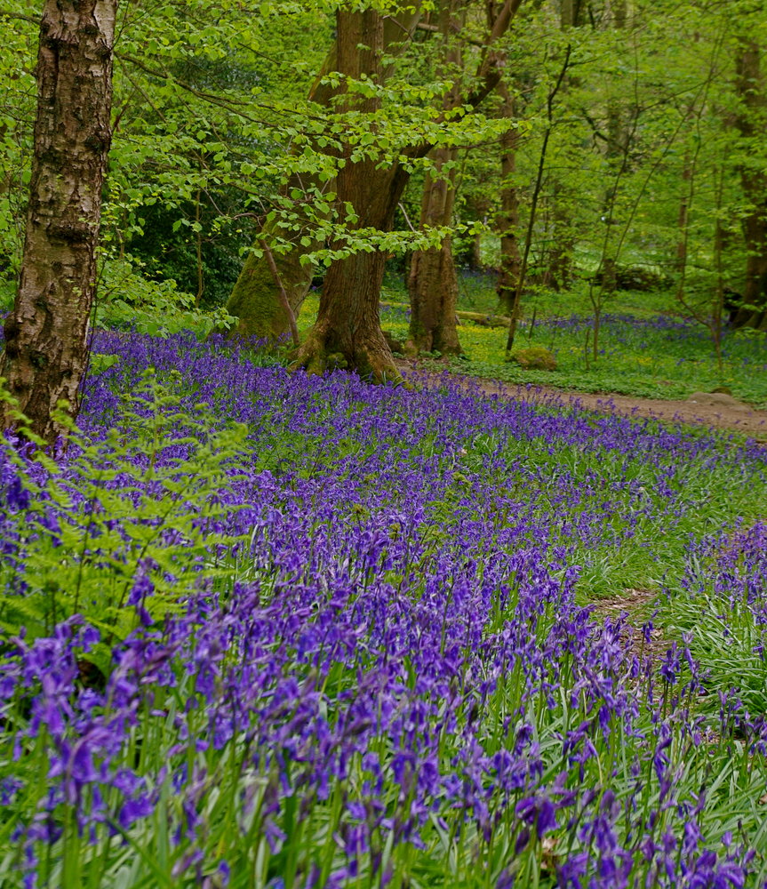 Carpet of blue