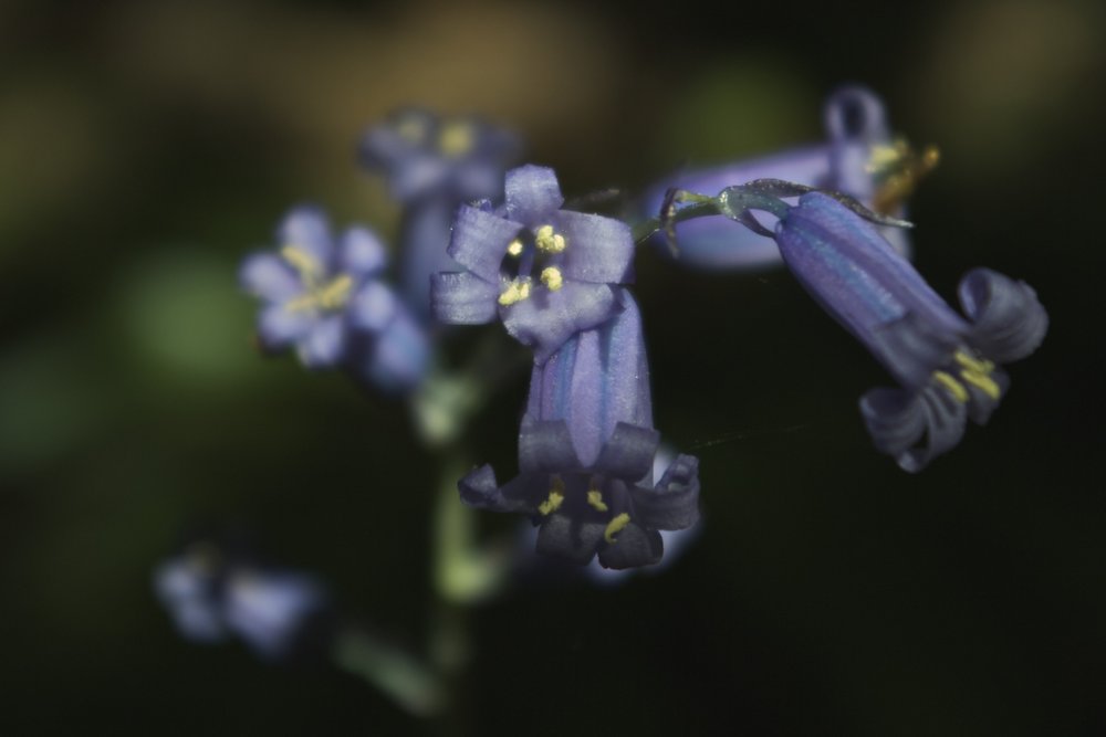 Close look at a bluebell