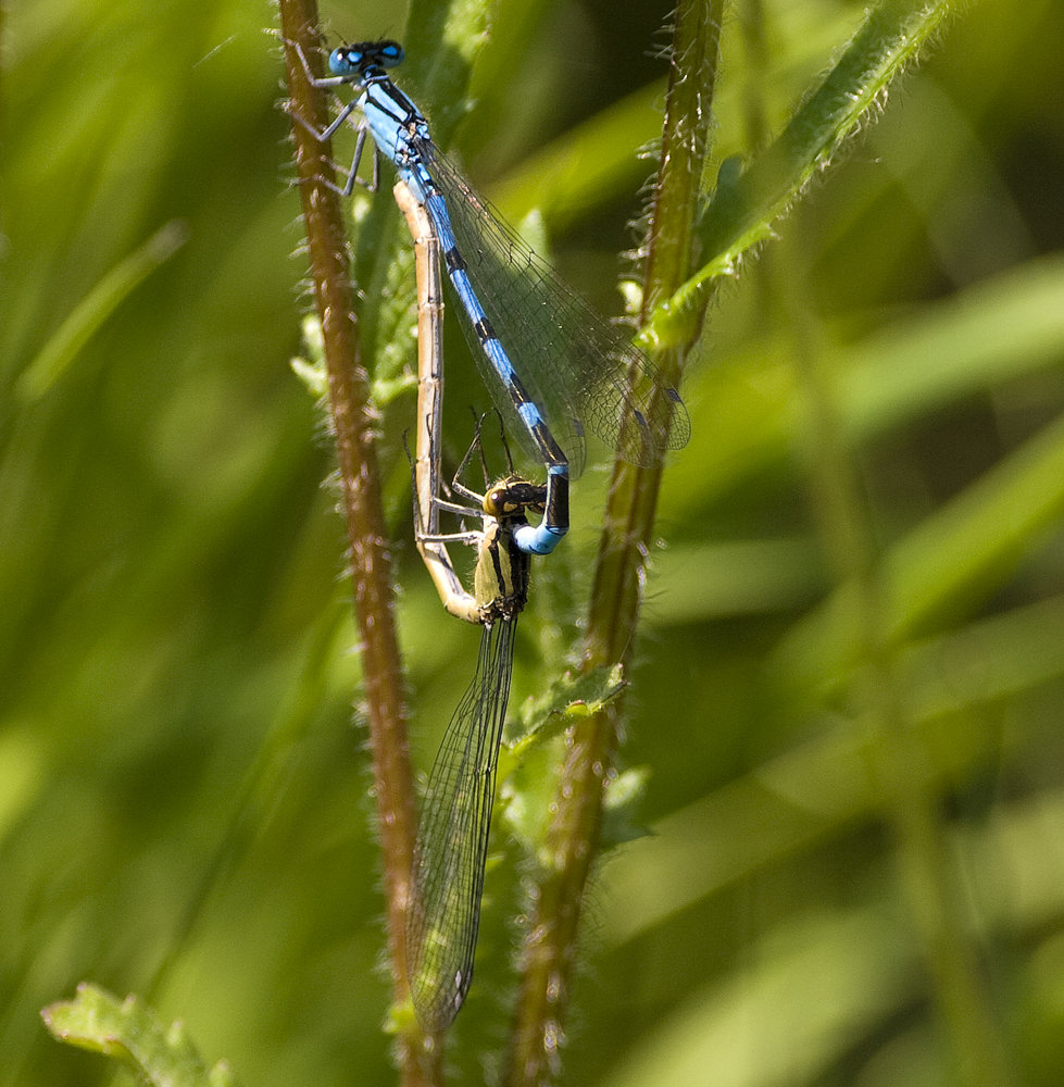 Common Blue Damselflies
