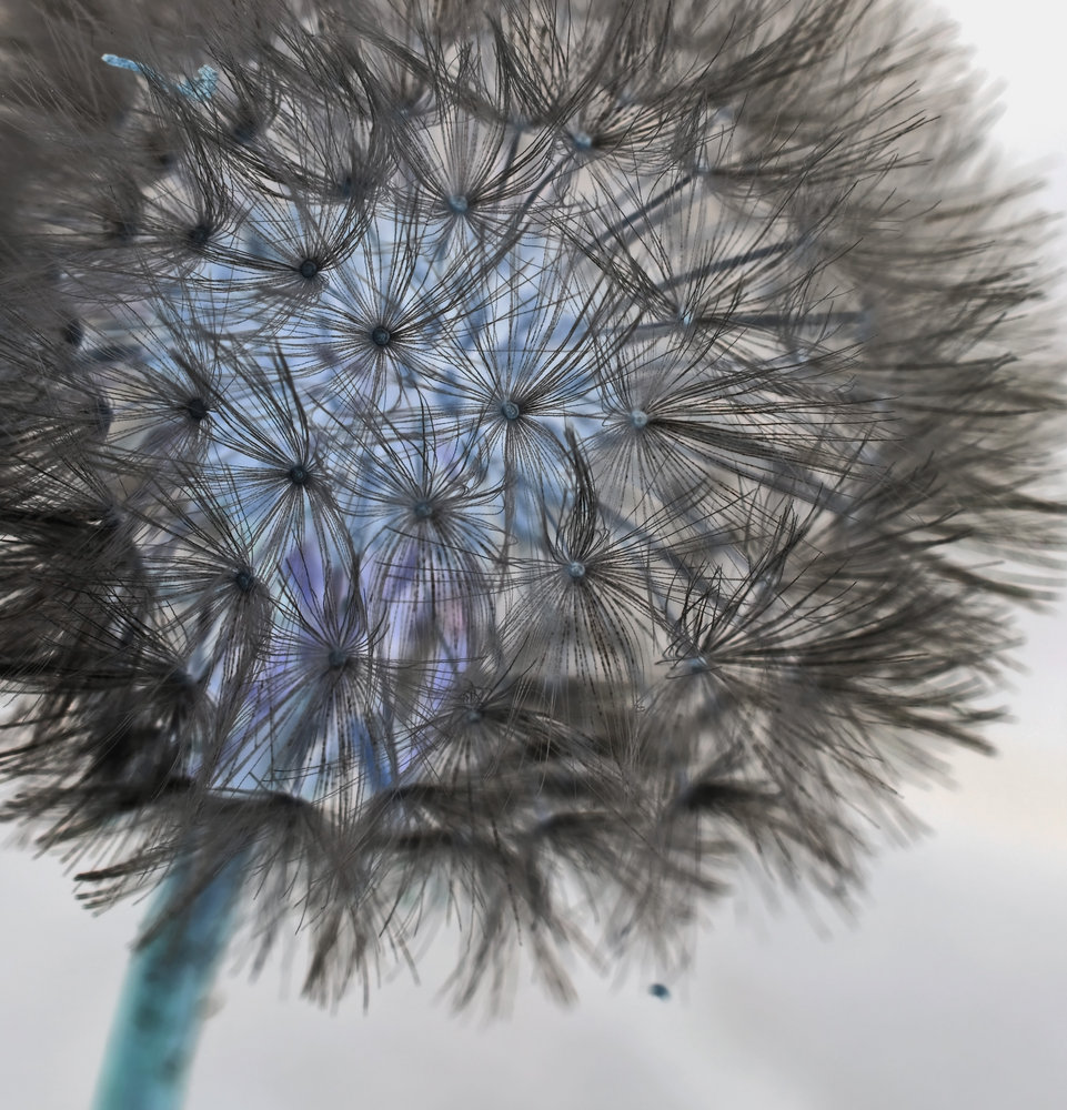 Inverted Dandy