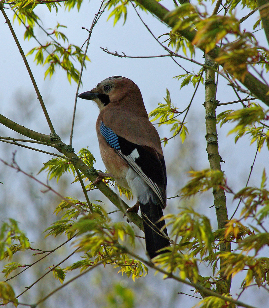 Jay