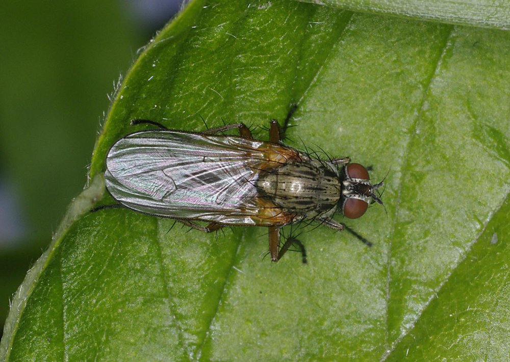 Just Another Bug