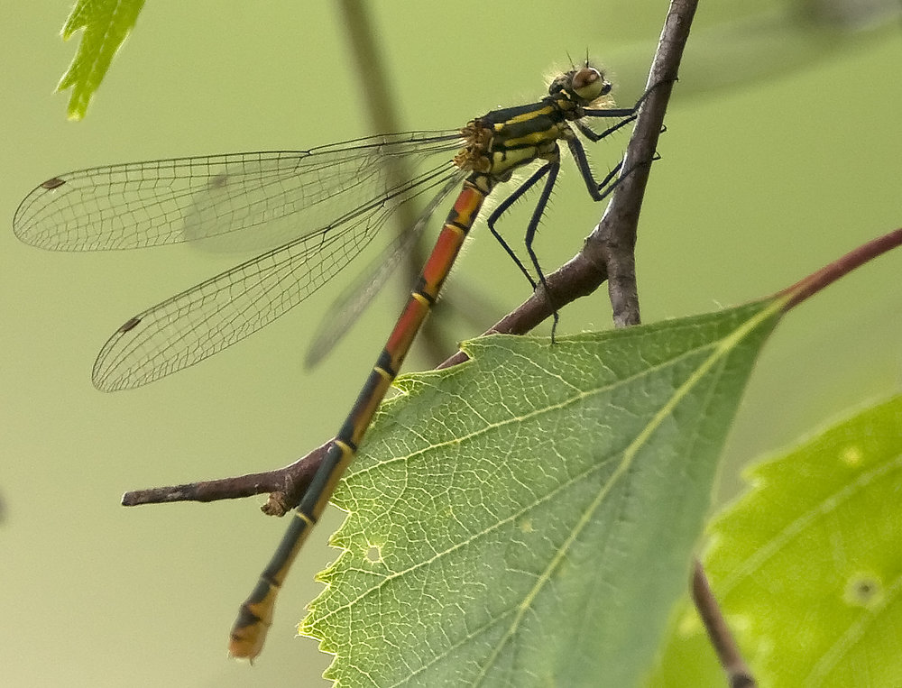 Large Red Damselfly