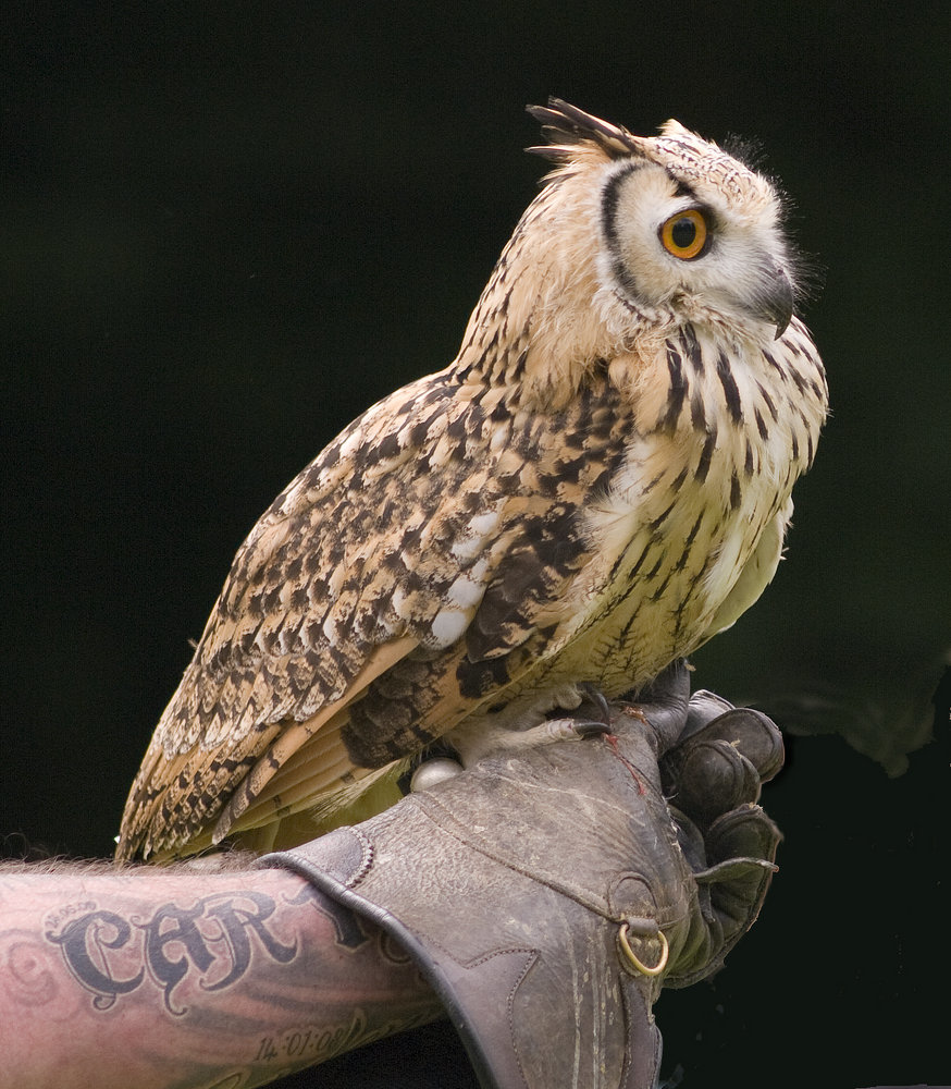 Long Eared Owl