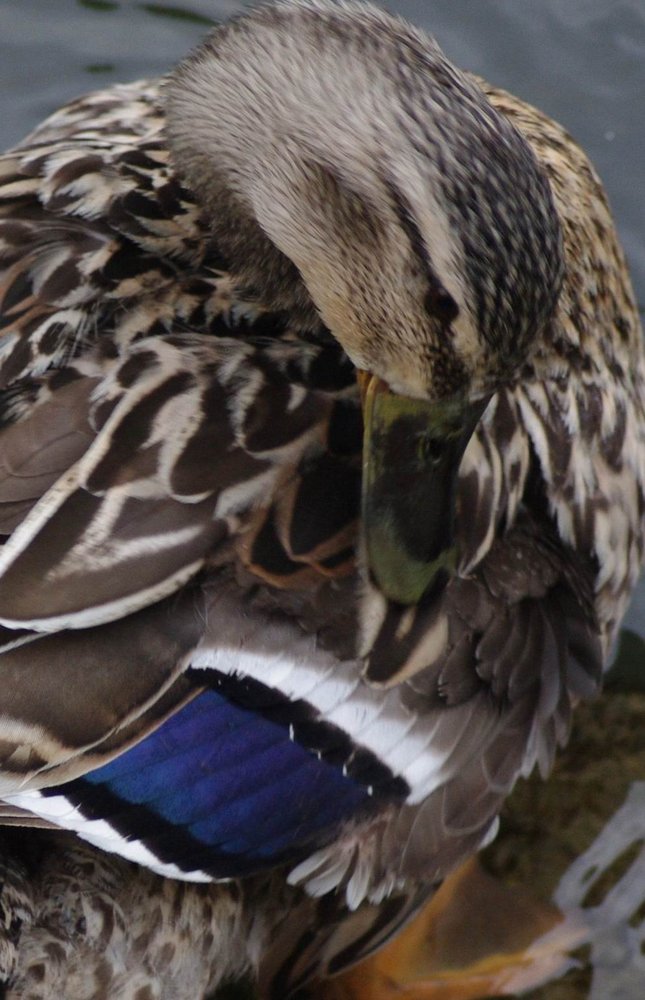 mallard speculum
