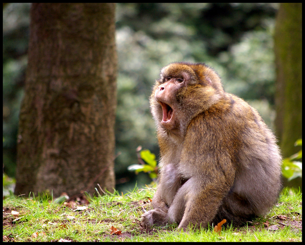 Monkey