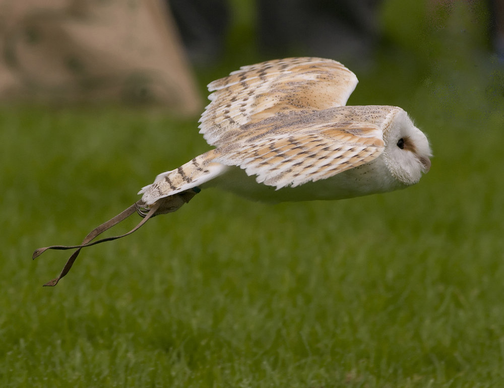 Owl in flight