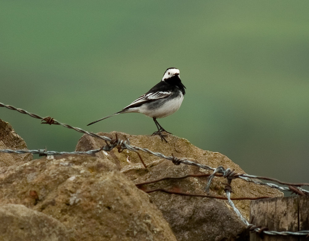 Pied Wagtail