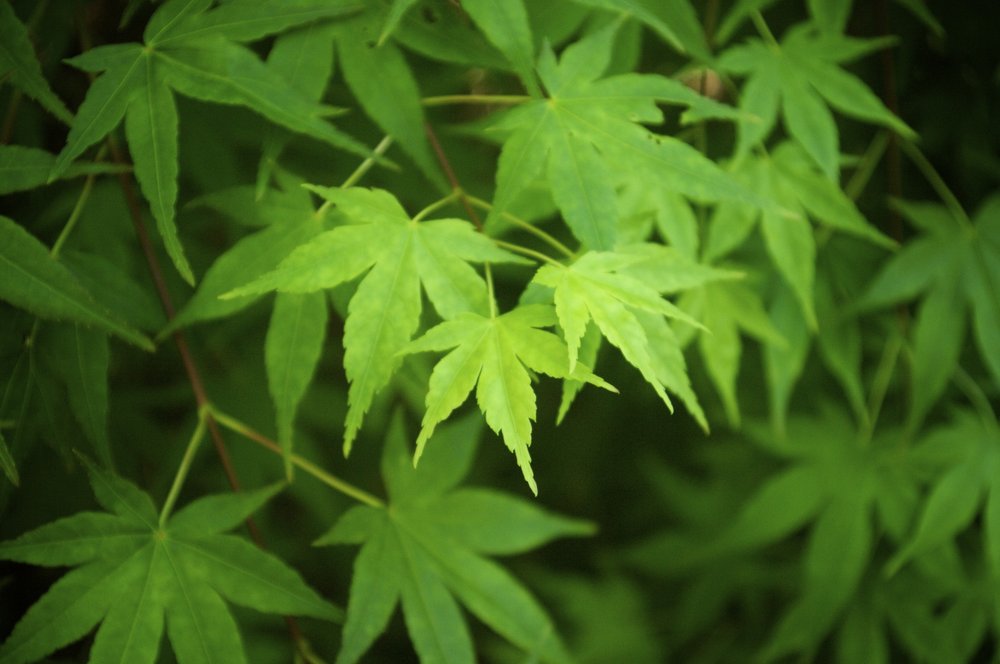 Plain Green Leaves