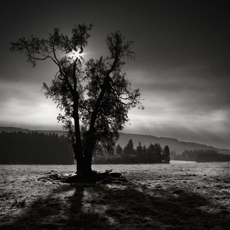 Star in a tree