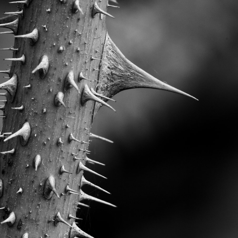 Thorn