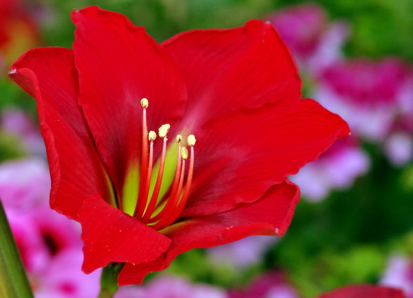 Amaryllis